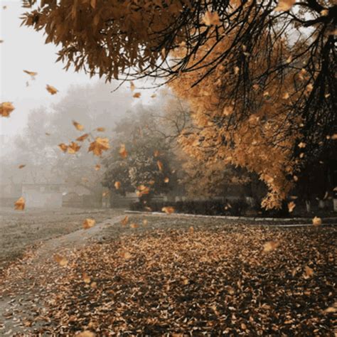 falling leaves gif|free leaf fall gif download.